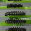 iss lathonia larva3 volg